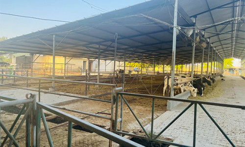 dung-management
