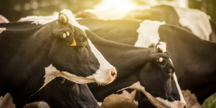 Bharath%20Dairy%20Images%20%286%29